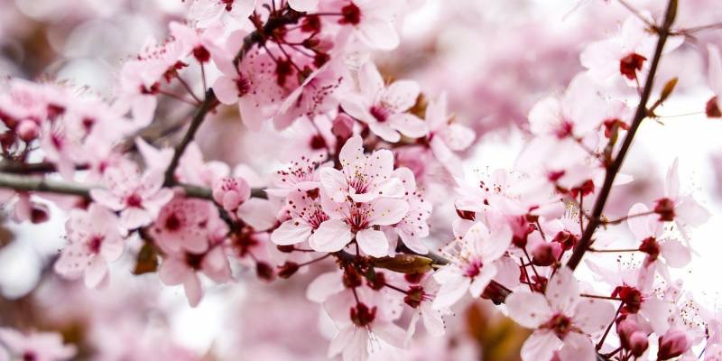 Almond Blossom Season in Mallorca